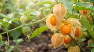 Tout savoir sur la culture de physalis : semis et récolte