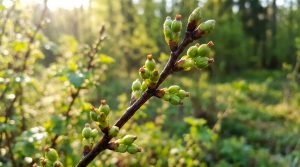 Bourgeon de cassis : bienfaits de cette cortisone naturelle