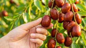 Réussir la culture du jujubier et récolter ses dattes bio