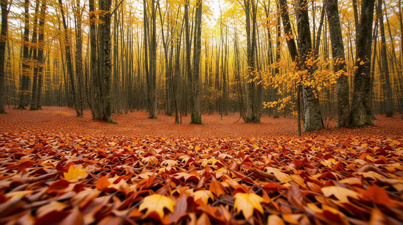 Où et quand débusquer les morilles dans la nature ? 🌲