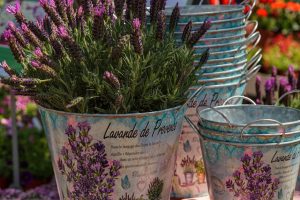 Herbes de provence bio : le secret d'un mélange authentique