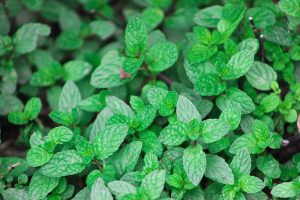 Menthe poivrée bio : ses bienfaits pour votre digestion