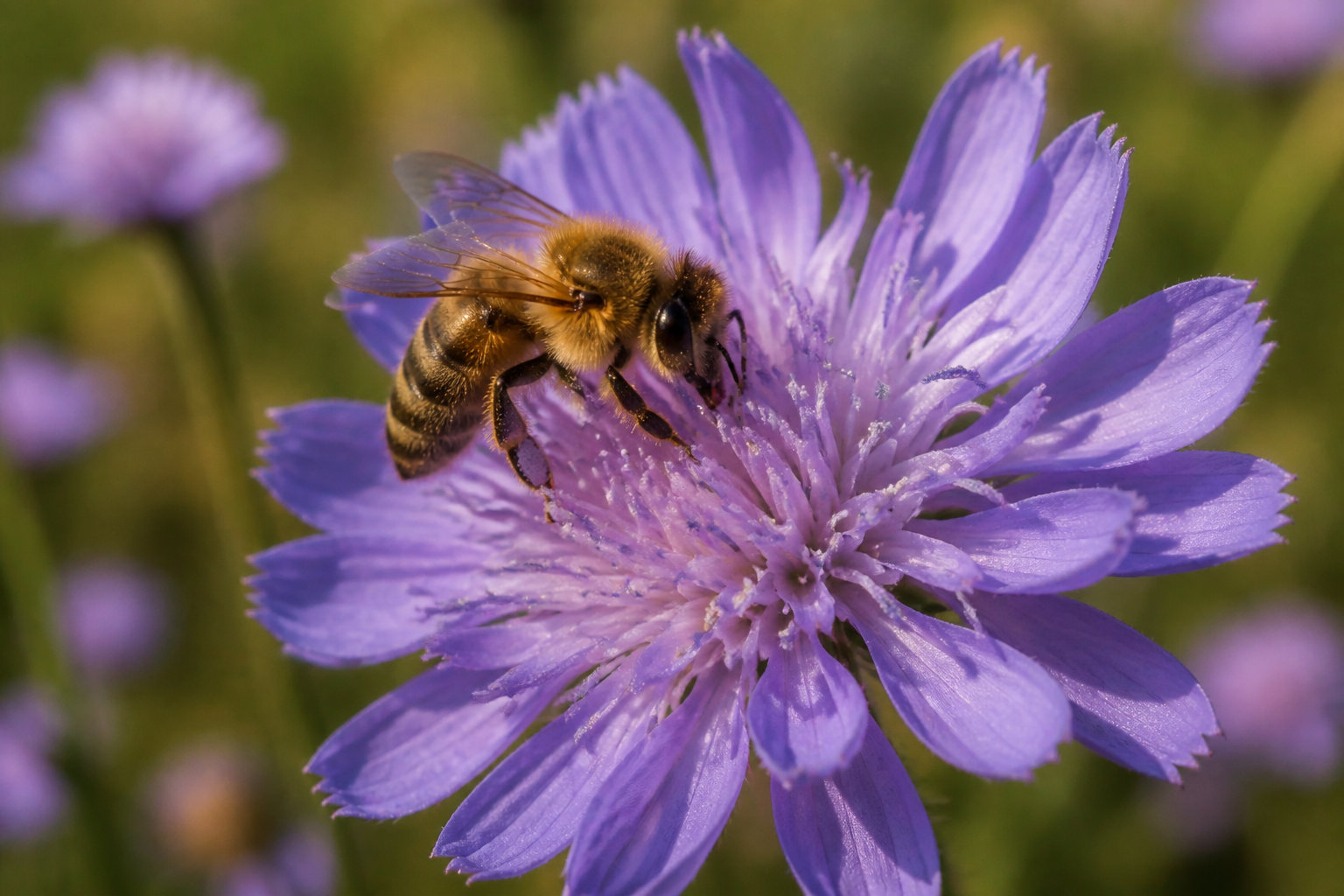 Urgence climatique et biodiversité menacée