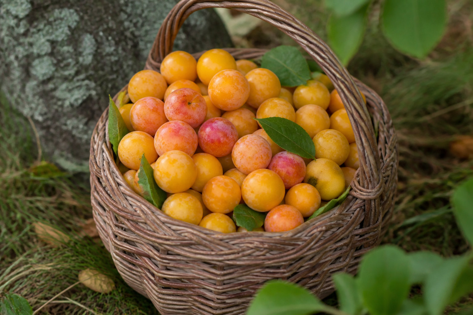 3 secrets sur la damassine et le terroir