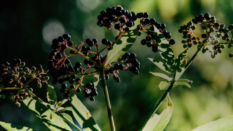 Sureau noir : cueillette, bienfaits et parties toxiques