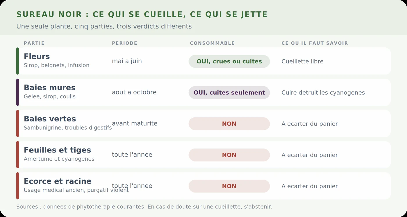 Sureau noir : parties comestibles et parties toxiques