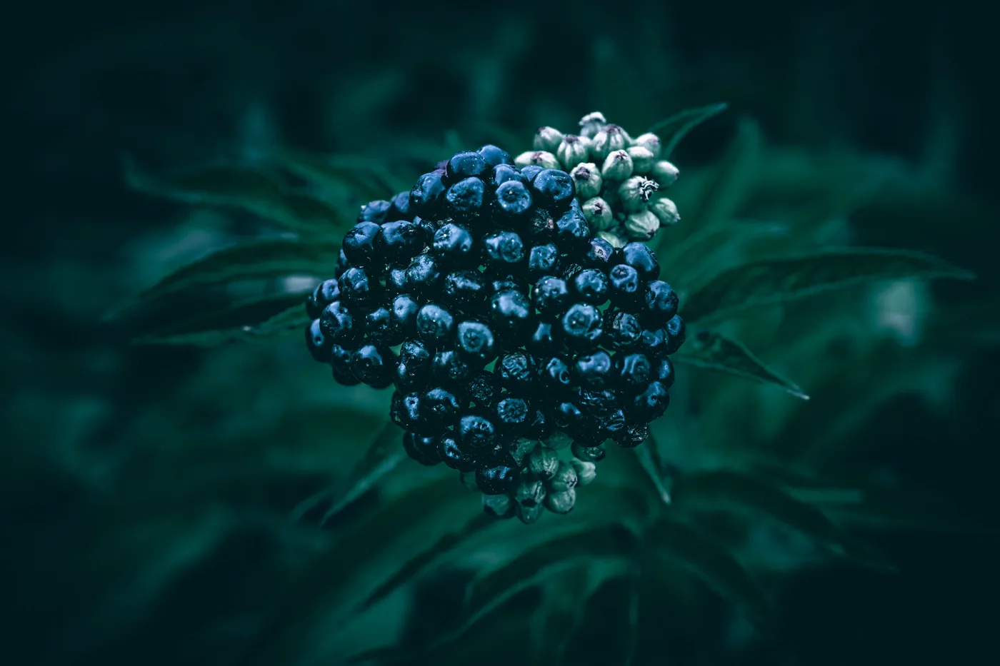 Grappes de baies de sureau noir mûres