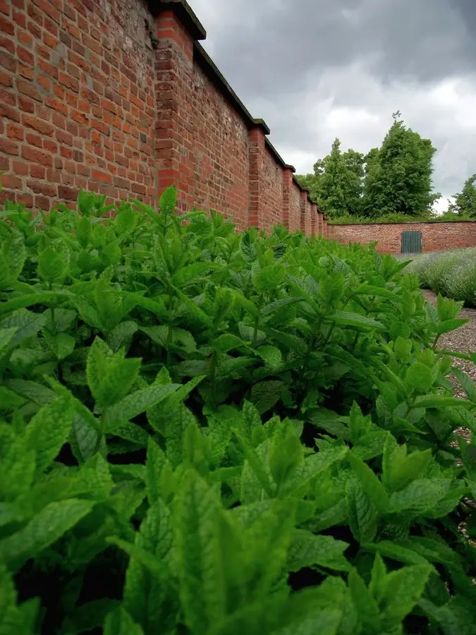 Massif de menthe poivrée en pleine feuillaison au pied d'un mur de briques