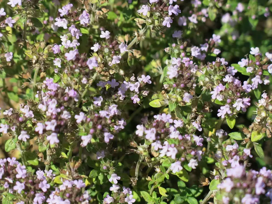Brins de thym commun en fleurs, plante utilisée pour la tisane de thym et miel