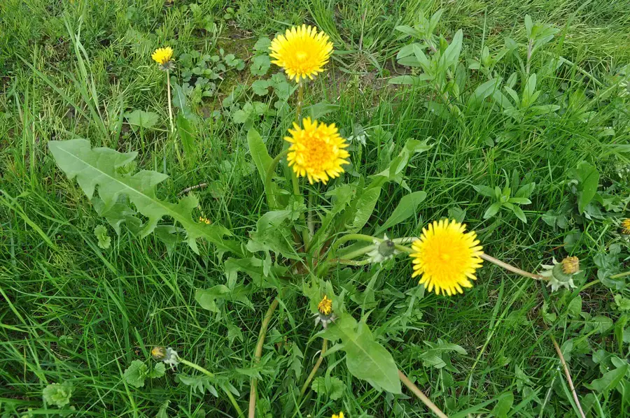 Pissenlit en fleur dans l’herbe, avec ses feuilles dentées en rosette