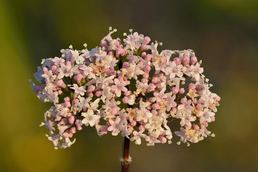 Inflorescence rose pâle de valériane officinale en fin de journée