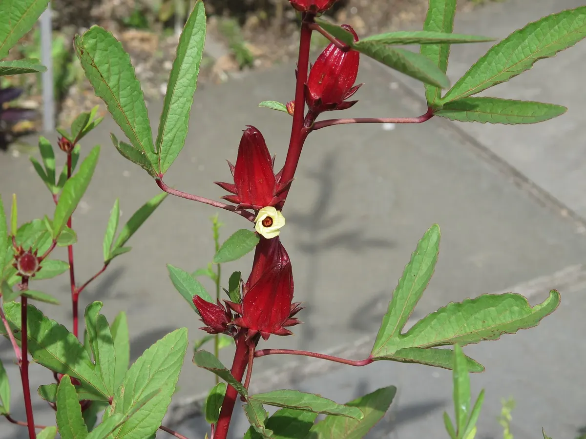 Tige d’Hibiscus sabdariffa portant des calices rouges charnus et une petite fleur jaune pâle